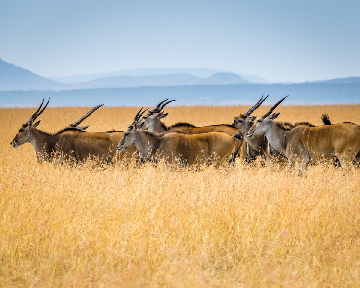 The Great East African Refinery Race: Dangote, Kenya, and the $4 Billion Question