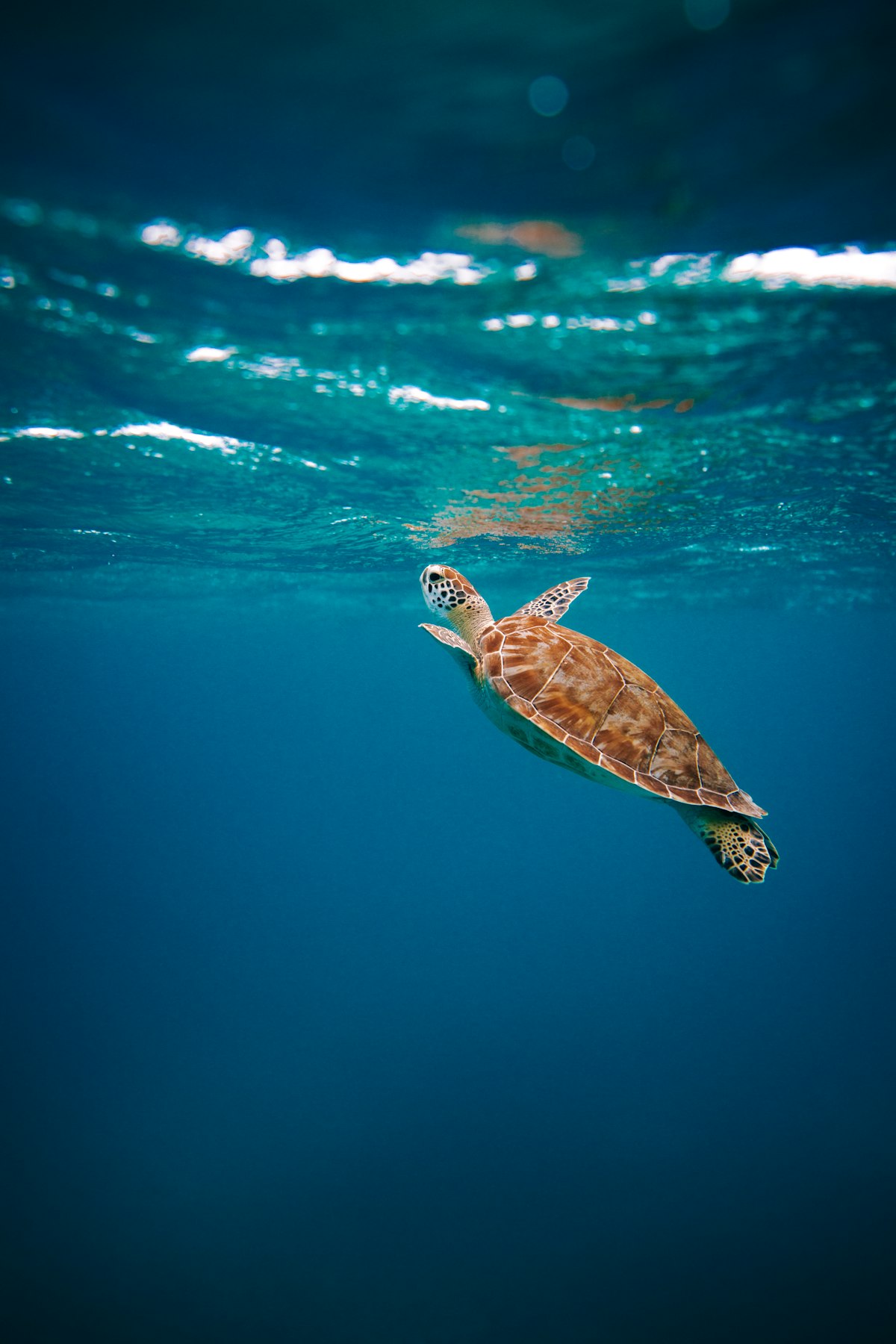 Gabon’s Tiny Turtles Race Against Extinction as Funding for Protection Dries Up