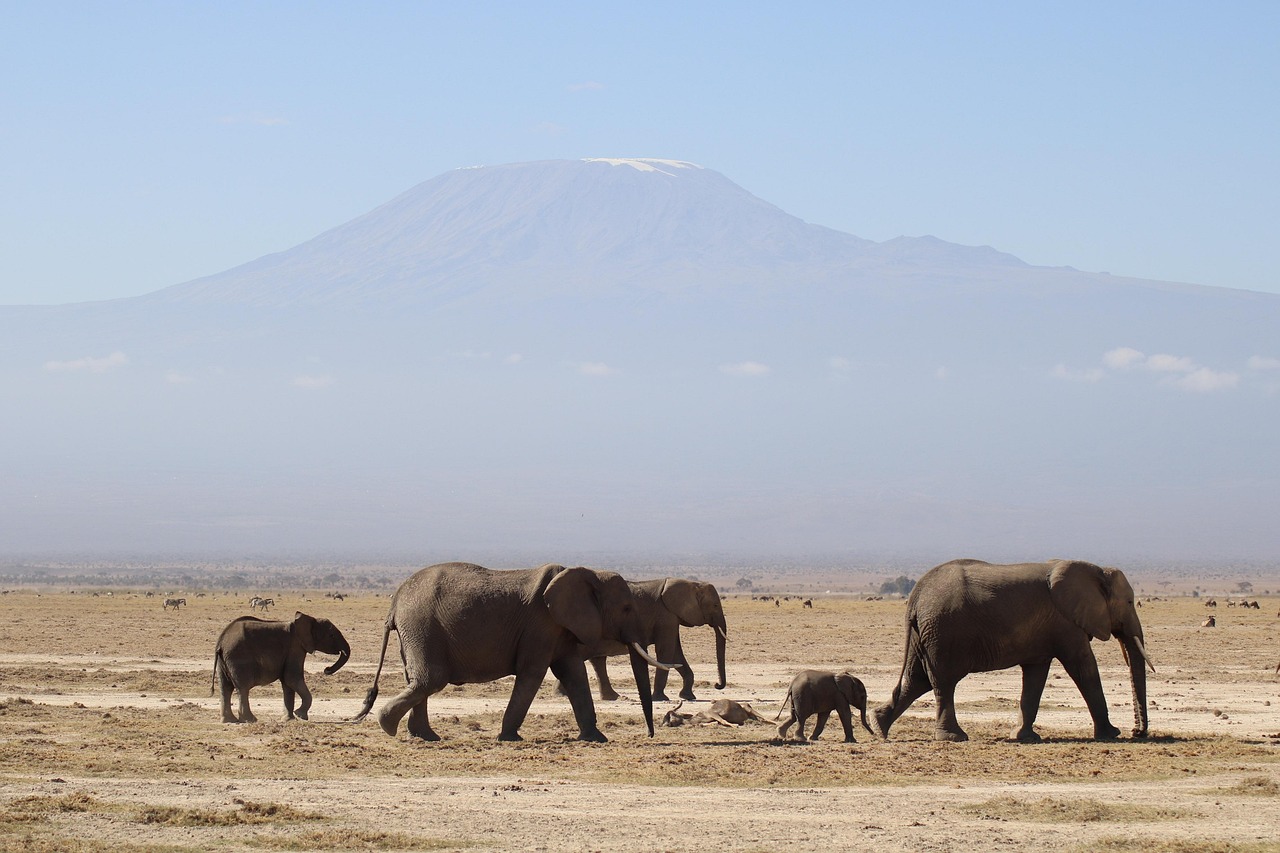 France and Kenya Forge New Era of Africa Cooperation at Nairobi Summit