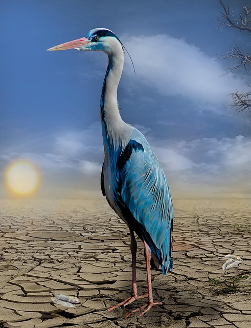 Drought conditions affecting Africa