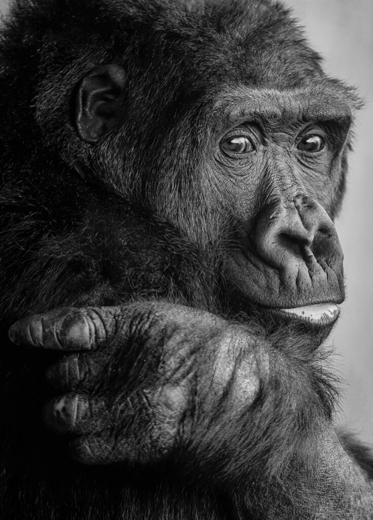 Mountain gorilla twins Virunga conservation