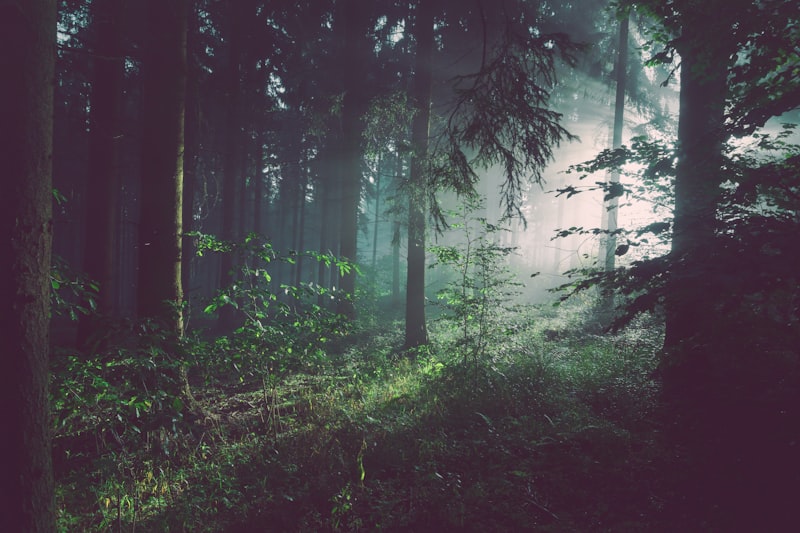 Kenya Green Belt Movement opposes forest amendment law