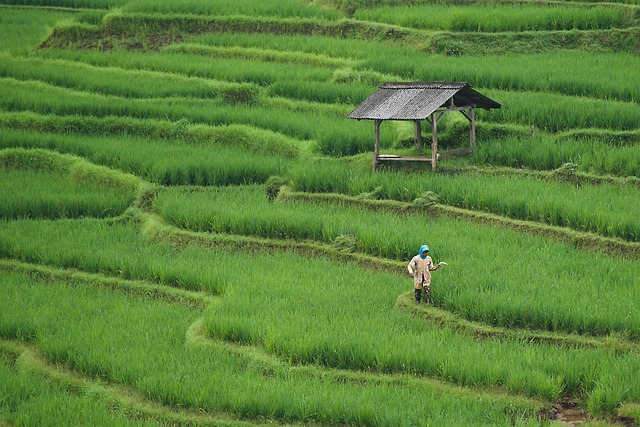 Mozambique Farmers