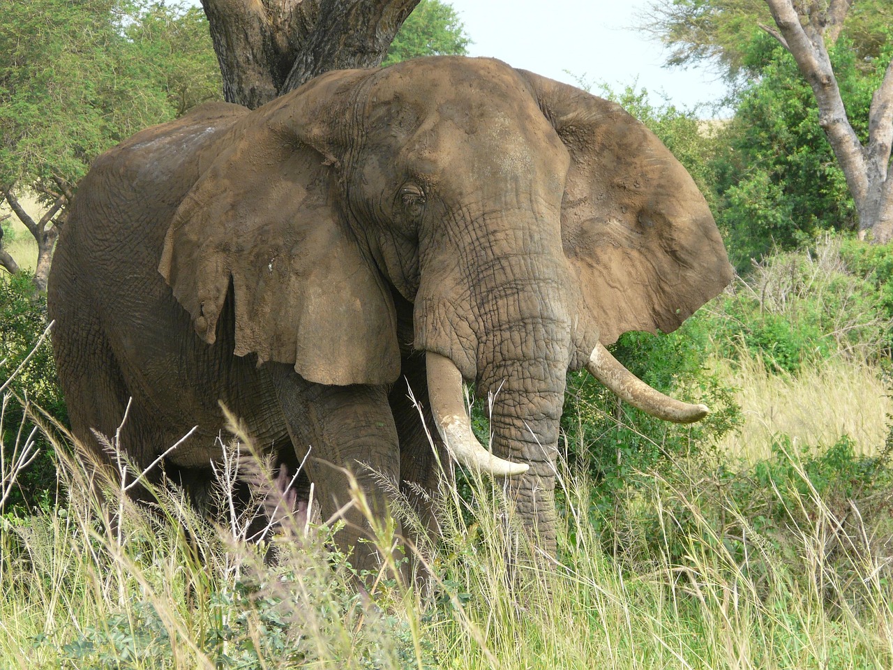 Three Killed as Vehicle Strikes Elephant on Uganda Highway, Highlighting Human-Wildlife Conflict Crisis