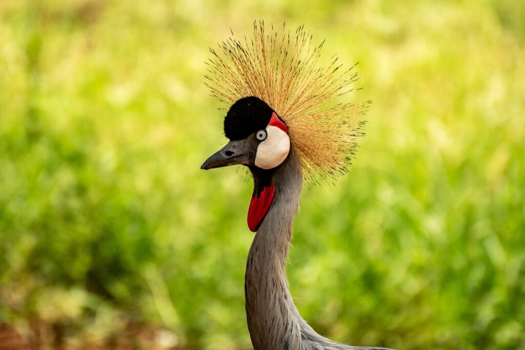Uganda wildlife crane bird