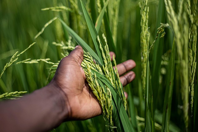 West Africa rice agriculture