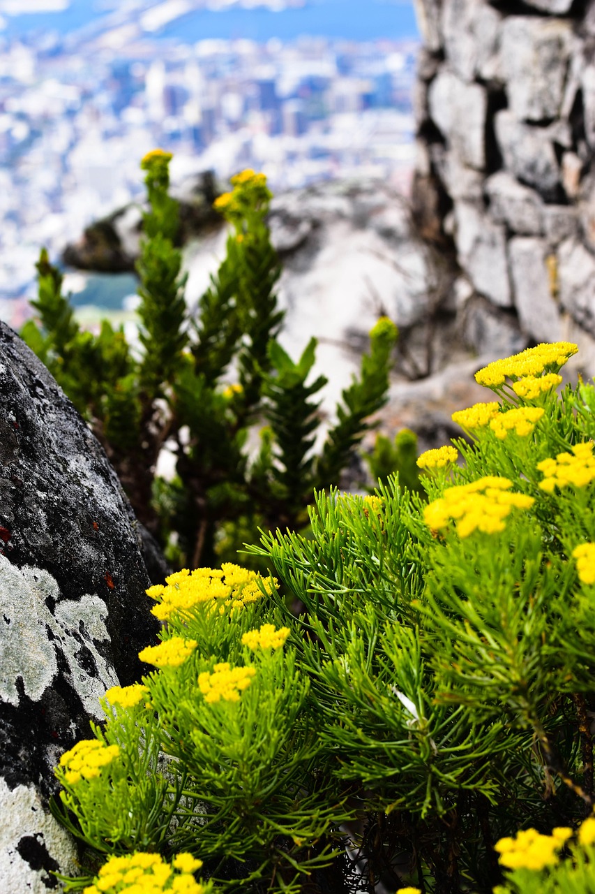 From Near-Extinction to Flourishing: How South Africa’s Table Mountain National Park Brought a Flower Back from the Brink