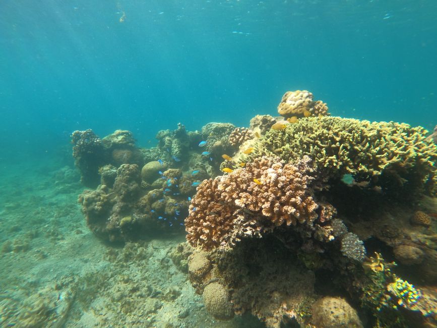 Bleaching and Decline: How Dying Coral Reefs Threaten Africa's Coastal Livelihoods