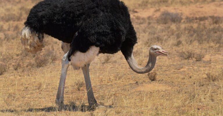Meet ‘the Ostrich’ – Exeter’s flying wing from out of Africa