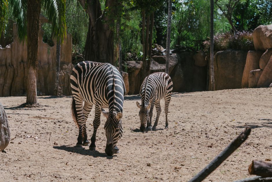 Rome Zoo Turns to Frozen Treats and Cool Pools as Heatwave Sweeps Italy