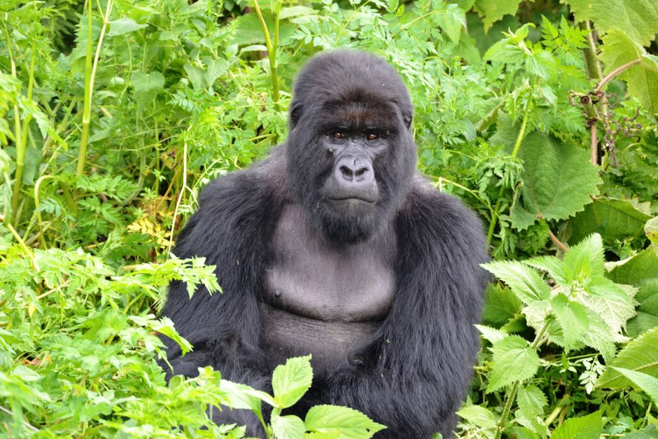 Uganda boosts mountain gorilla conservation as Ebola outbreak raises health concerns