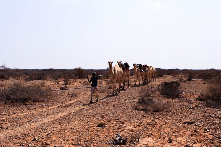 Africa’s camels struggle as extreme heat pushes even the desert’s most resilient animals to their limits