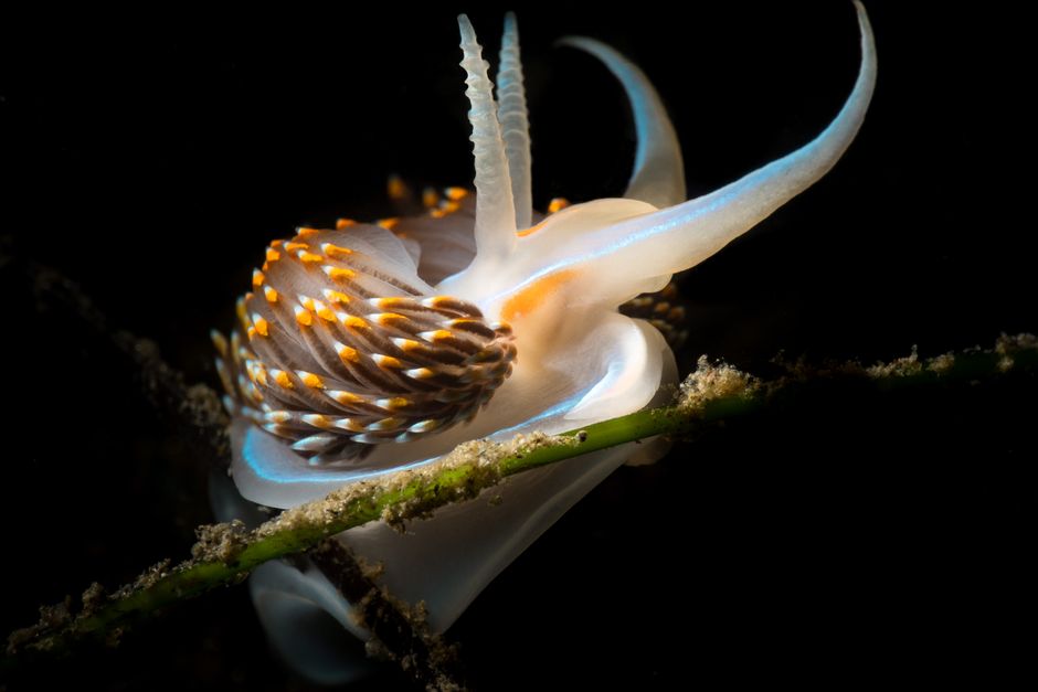 Cape Verde goalkeeper Vozinha honoured with newly discovered sea slug species