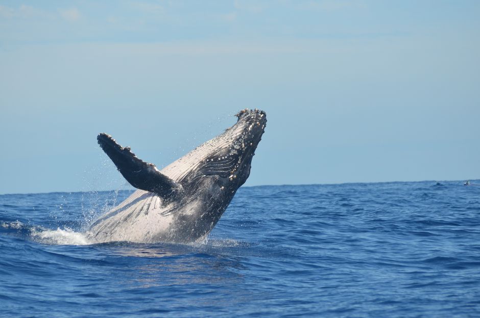 Humpback Whale Supergroup Sightings Rise Along South Africa's Coastline