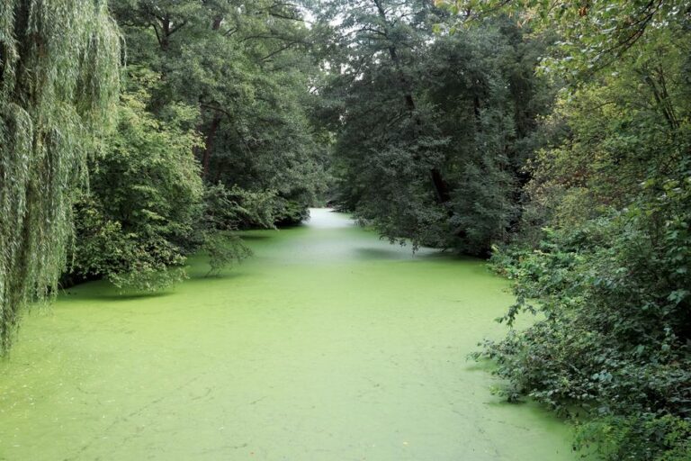Italy steps up Po River cleanup as algae bloom spreads amid heatwave