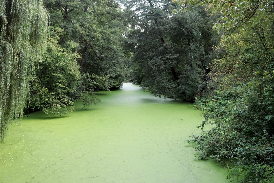 Italy steps up Po River cleanup as algae bloom spreads amid heatwave