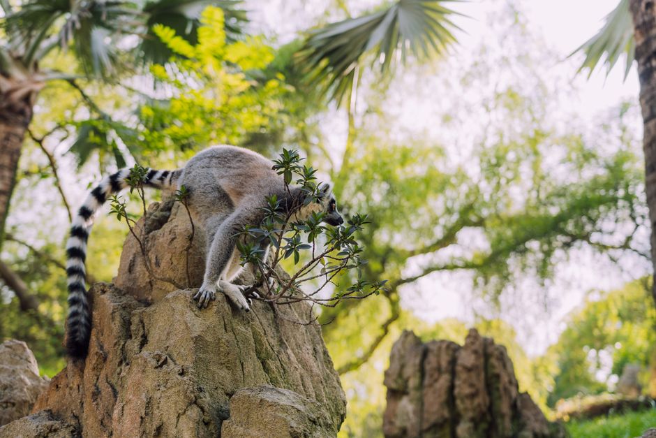 Madagascar: A Crucible of Biodiversity and a Conservation Crossroads