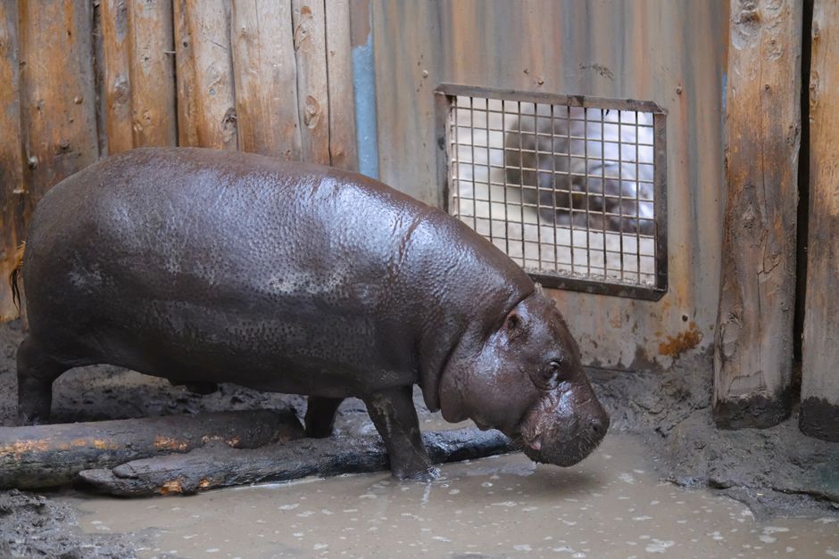 Moo Deng the pygmy hippo picks a France–Argentina World Cup final in Thai zoo stunt