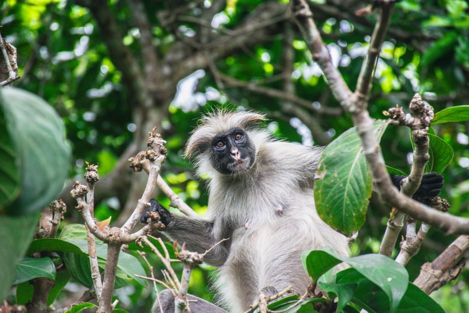 New Monkey Species Confirmed in Congo's Forests