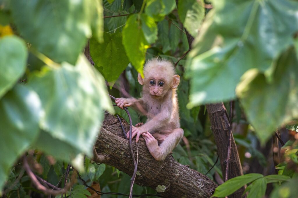 New primate species with distinctive orange lips discovered in DR Congo rainforest