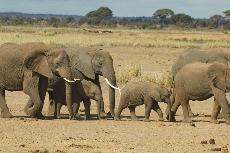 Pesticide-sprayed tomatoes suspected in deaths of 15 elephants in southern Kenya