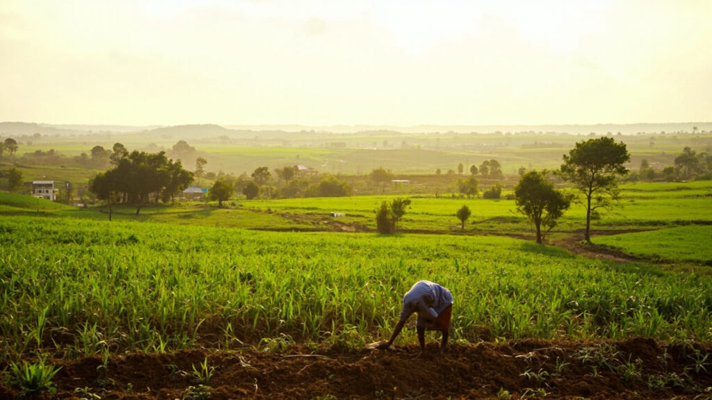Lush green farmland in Nigeria's middle belt, with crops growing in rows under a bright tropical sky and a farmer working in the field.