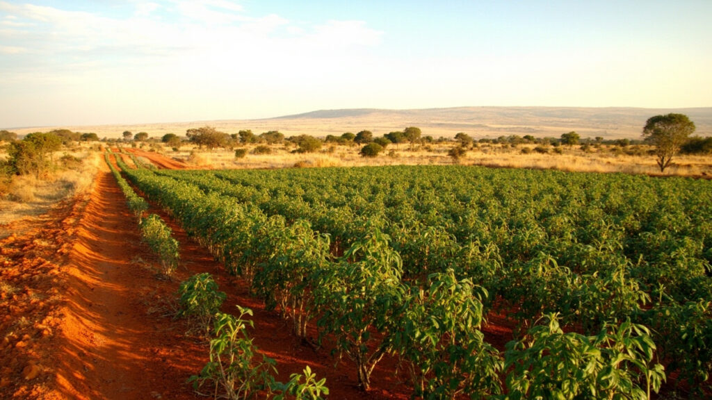 A tomato field in rural Kenya meeting dry savanna and acacia woodland at the landscape boundary where elephants roam.