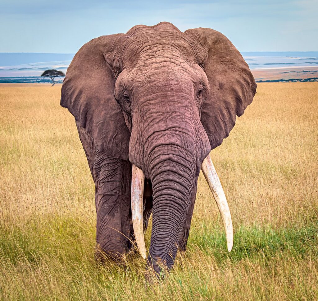 A herd of African elephants walking slowly across a dry savanna landscape dotted with acacia trees at golden hour.