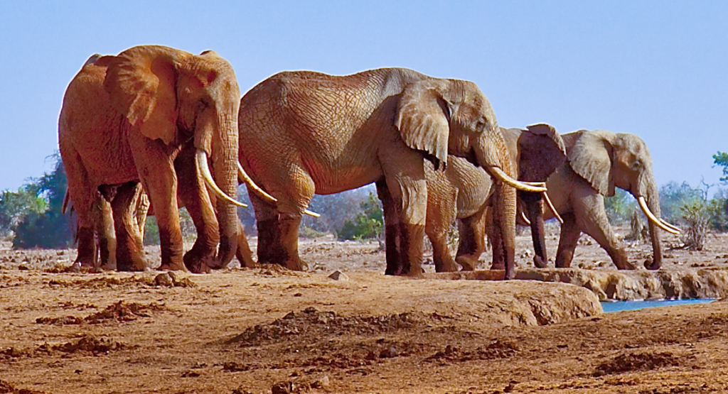 A herd of elephants grazing in a dry Kenyan savanna landscape with scattered acacia trees and warm golden light.
