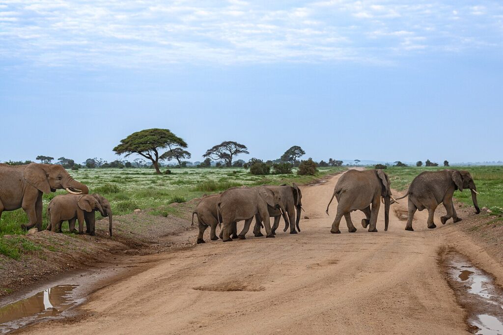 A small herd of elephants walking through dry savanna grass with a distant mountain in soft haze, lit by warm golden hour light.