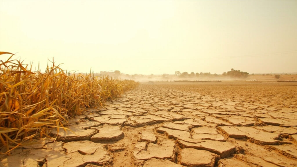 Cracked, parched farmland under a harsh sun with withered crop residue, illustrating drought conditions linked to El Niño.