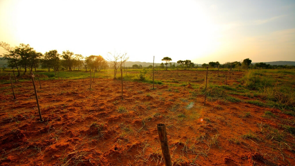 Open plots of cleared rural land with simple boundary markers under a warm sky.