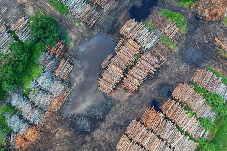 A disease of deforestation: how Ebola is linked to the smartphone in your pocket