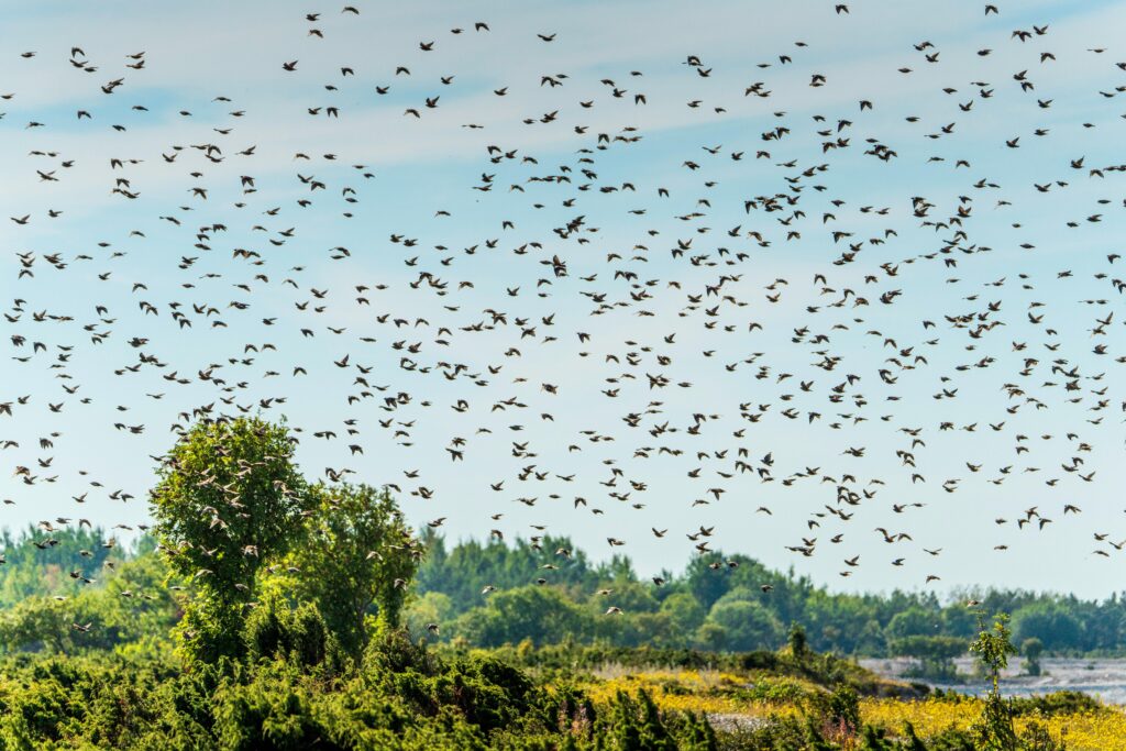 Photo: Raul Ling / Pexels