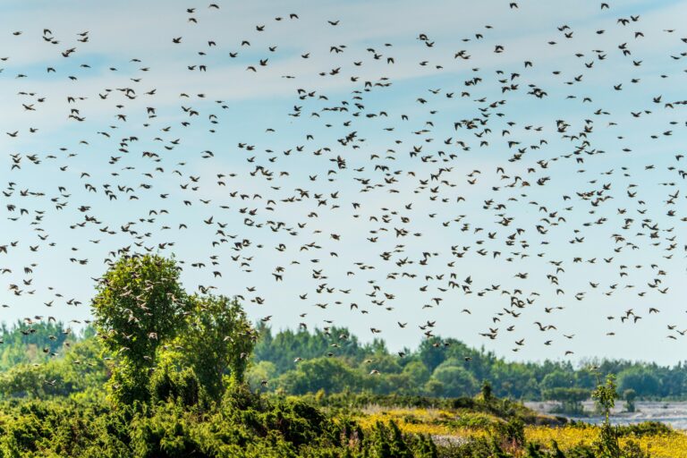 Hundreds of twitchers flock to see African bird in UK for first time